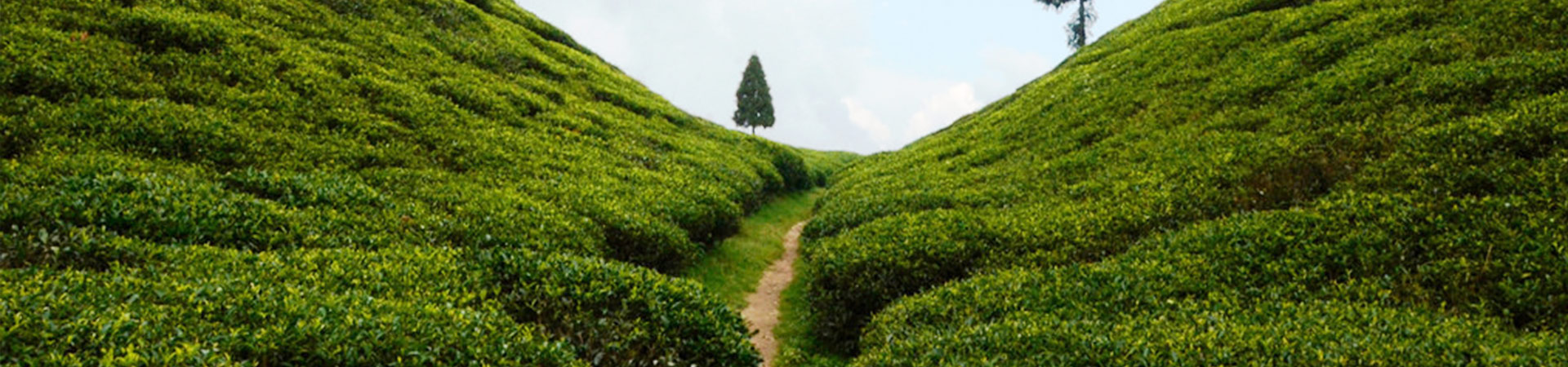 Chitray tea garden