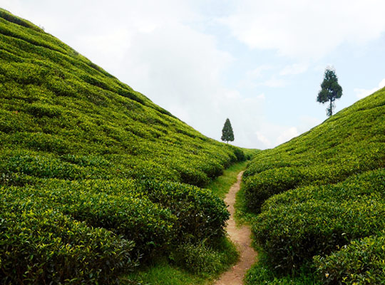 Chitray tea garden